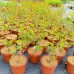 Myrta krepová (Lagerstroemia indica) ‘PETITE ORCHIDEE’ - výška 30-50 cm, kont. C2L